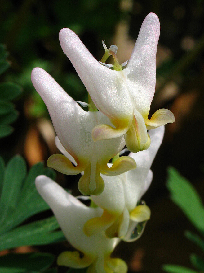 兜状荷包牡丹（Dicentra cucu...