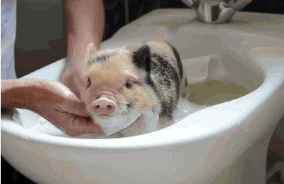 小猪洗澡