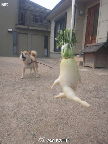 表太过分了！你们这些做蔬菜的，有时候也适当注意下自己的身份！！