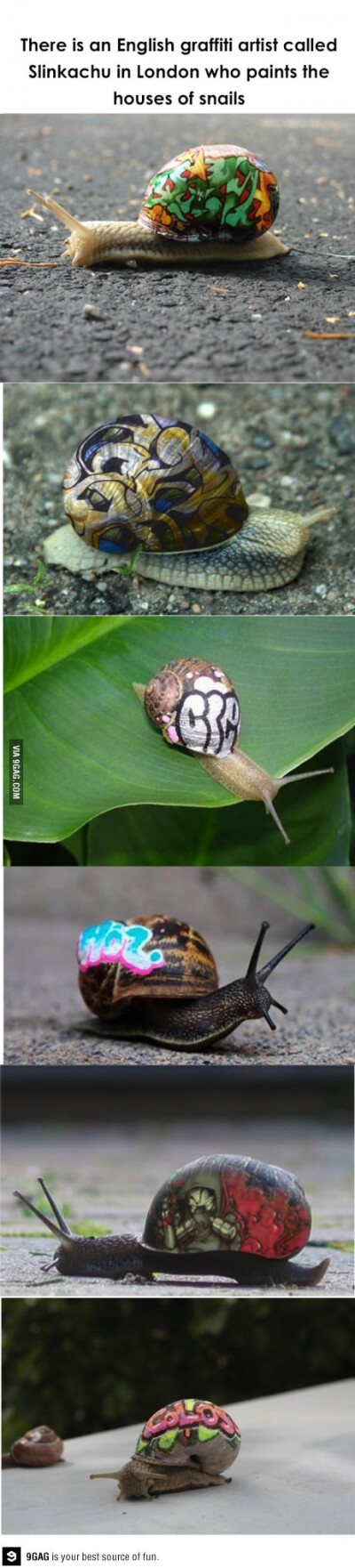 Snail graffiti