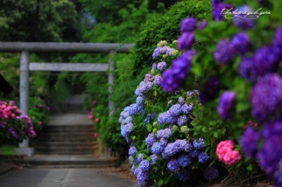 早晚移栽到梵家，夏日风物紫阳花。日本下之水神社の紫陽花。