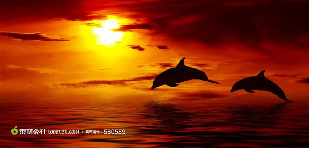 海洋动物系列在夕阳下一对互相追逐的海豚高清摄影图片素材