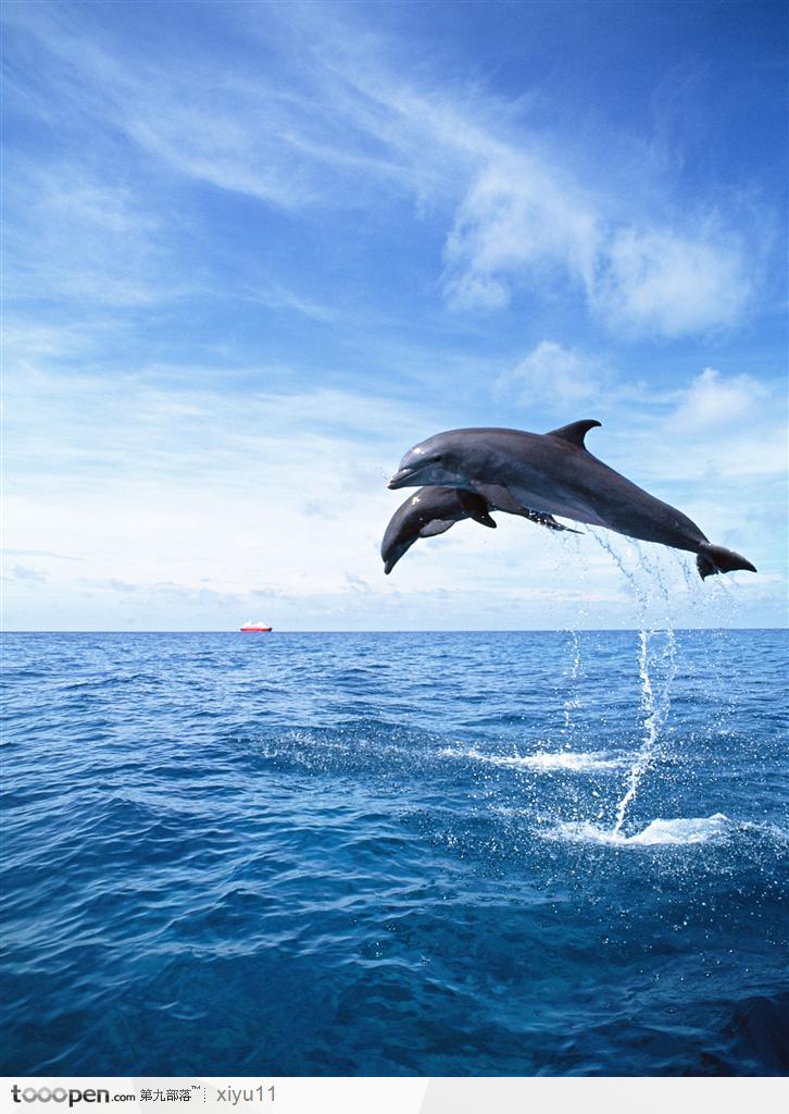 海豚的照片大全大图图片