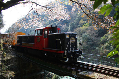 镜头下的日本：京都嵯峨野、观光铁道。摄影by 猪木の檜舞台