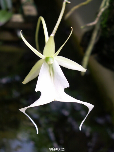 植物青蛙：蛙型兰，别称幽灵兰、鬼魂兰、鬼兰，英文名：The Ghost Orchid ，学名：Polyrrhiza lindenii ，flickr