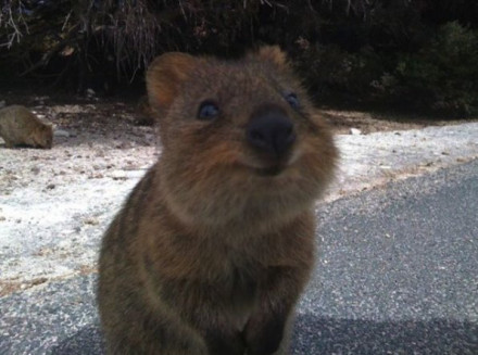  一只名叫Quokka的短尾矮袋鼠(短尾矮袋鼠是最小的袋鼠之一，体高不到60厘米。)长着一张胖嘟嘟的可爱脸庞，永远像在微笑。非常温驯不怕生，而且还是个十足的吃货。（via @这里是美国）