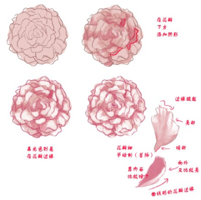 【玫瑰&amp;amp;牡丹】两种花的画法，注意两种花以及花瓣的形态上的区别。第5P长条图备用。（via：kelpls）