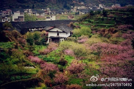 【广东最美的农村】韶关乐昌的九峰山，被驴友们称为广东最美的农村。从2月底到3月中下旬，整座大山变成了一座大花园。散落在花间的土坯瓦屋，散发出温馨的田园气息。九峰山的春花有几个最佳观赏点：黄坑、小朗、上朗、鹅颈凹。从茶料村徒步至聚贤山庄，茶料村的桃花较多，沿途景色绝美。