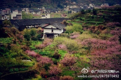 【广东最美的农村】韶关乐昌的九峰山，被驴友们称为广东最美的农村。从2月底到3月中下旬，整座大山变成了一座大花园。散落在花间的土坯瓦屋，散发出温馨的田园气息。九峰山的春花有几个最佳观赏点：黄坑、小朗、上朗…