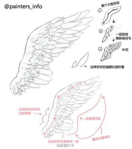 画羽毛时的注意之处