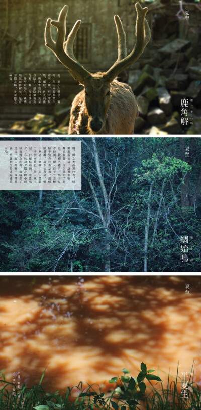 【七十二物候·夏至三候】 鹿角解 蜩始鳴 半夏生