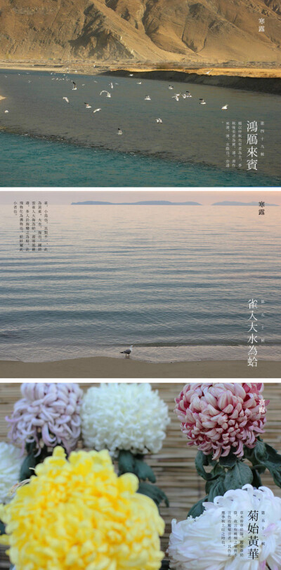 【七十二物候·寒露三候】 鴻鴈來賓 雀入大水為蛤 菊始黃華