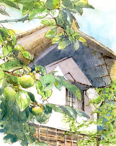 夏の柿 （横溝屋敷）