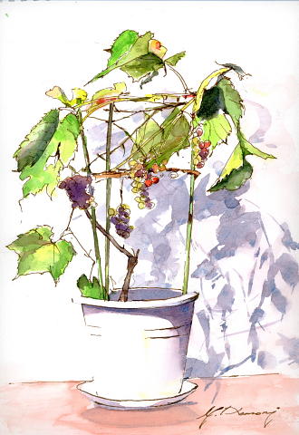 GRAPE 鉢植えの葡萄