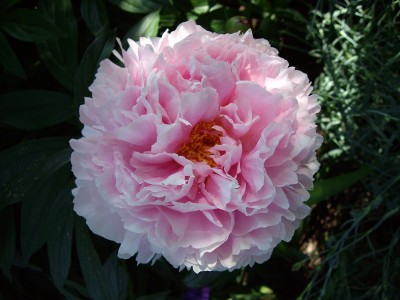 Paeonia lactiflora \'Sarah Bernhardt\' (peony)