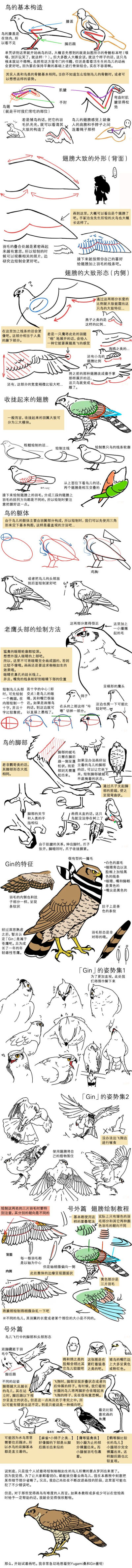 【鸟的绘制教程】