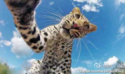发表了博文 《南非好奇小美洲豹迷上相机把玩不停(图)》 - 俗话说，好奇害死猫，而这一次，好奇害死了相机。据英国《每日邮报》4月23日报道，南非一只10个月大的美洲豹幼仔迷上了管理员设置在丛林中的摄 |南非好奇小…