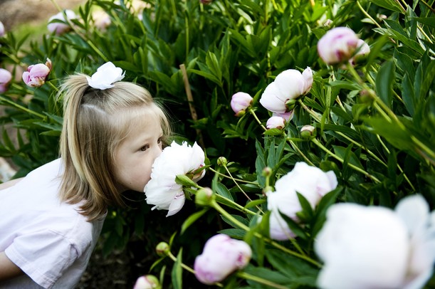 Ann Arbor resident Joseph Park, 7, smells a peony flower in Nichols Arboretum on Tuesday, June 4. Daniel Brenner I AnnArbor.com