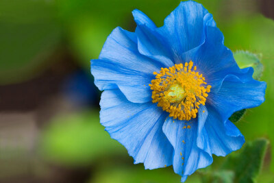 Blue Poppy