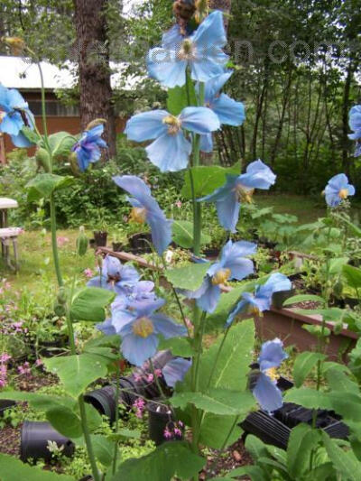 Tibetan Blue Poppy