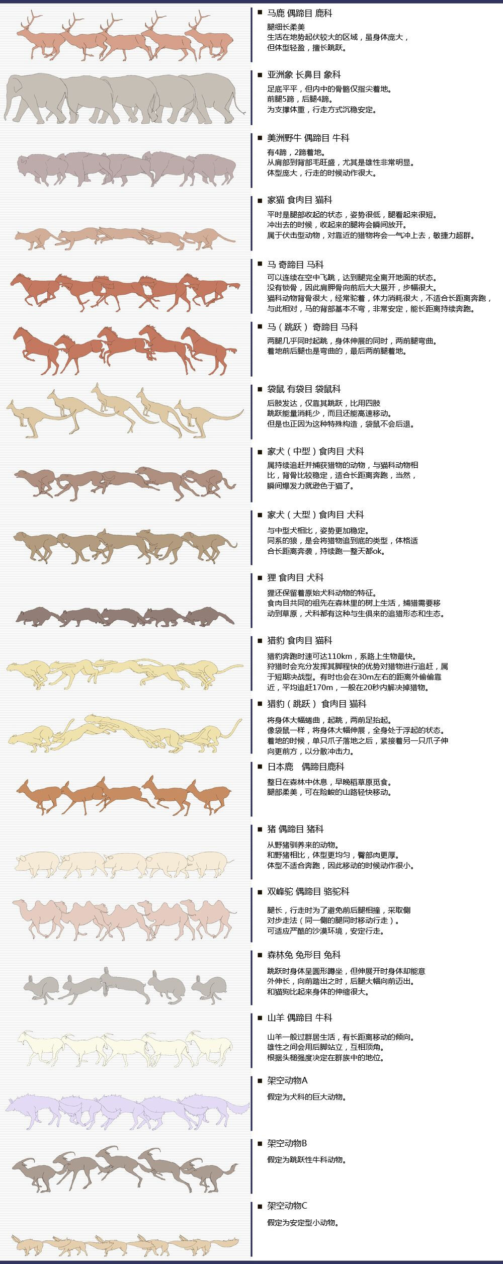 【动物动态科普教程】虽说并非是直接讲解应该要怎样绘制动物，但动物的动态图例和匹配的文字内容绝对能帮助你在将来绘制动物时候更好的去把握它们的姿态哦！