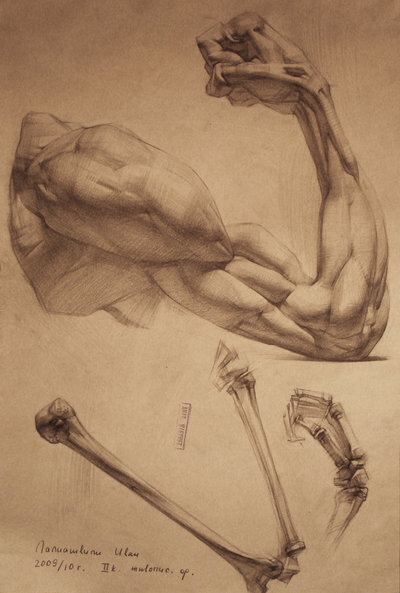 human anatomy 4 by i...