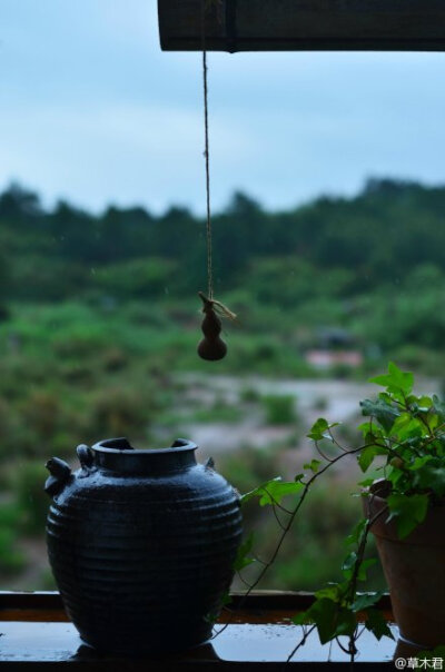 谷雨后第七日，依旧雨。新做了竹篱笆，植物在雨中拔节。