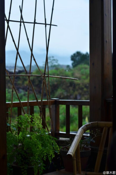 谷雨后第七日，依旧雨。新做了竹篱笆，植物在雨中拔节。