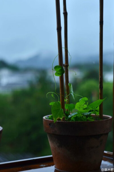 谷雨后第七日，依旧雨。新做了竹篱笆，植物在雨中拔节。