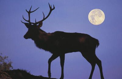 人生有时候需要勇敢一下，勇敢去爱，勇敢去恨，然后，勇敢忘记，勇敢向前。