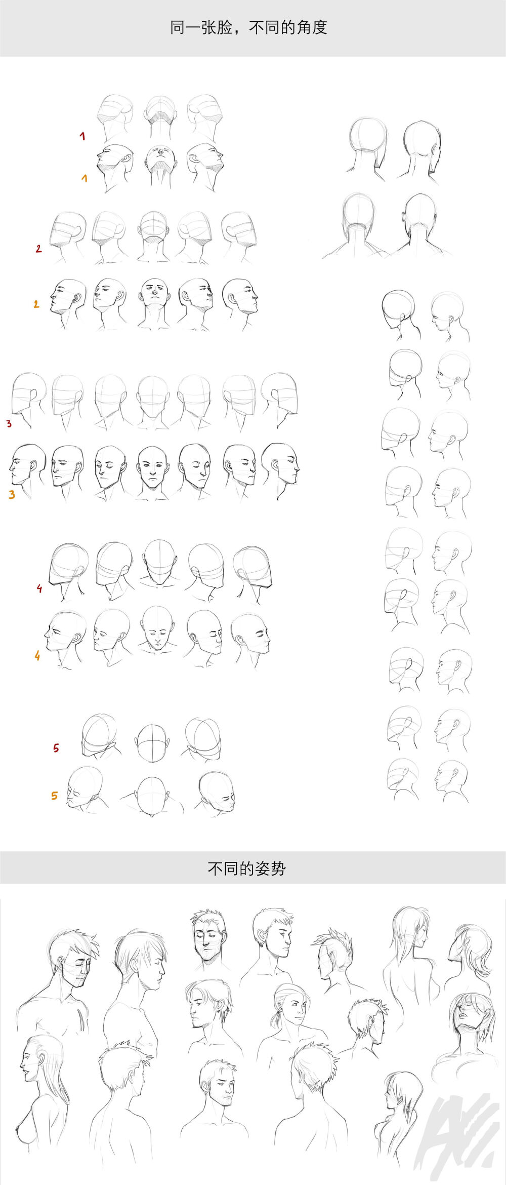 【头部各角度集合】同一张脸，以不同的角度去观察可是会呈现不一样的面容哦！即便同样是侧面，左右脸也会有所区别！本组素材就是以同一张脸为案例，呈现多种角度的头部状态！