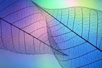 【创意摄影：叶之脉】透过镜头，看到一片叶子生命的脉络。