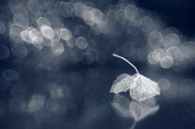 【创意摄影：叶之脉】透过镜头，看到一片叶子生命的脉络。