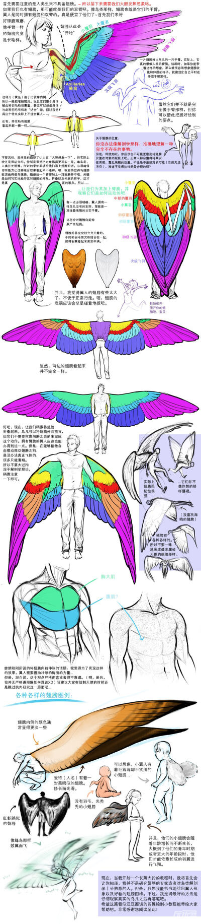 【天使之翼绘制教程】综合之前对鸟儿翅膀教程绘制的放送，大伙势必对翅膀绘画已经拥有一定程度的理解和心得！今日奉上的天使之翼，就是为了完成翅膀控们将翅膀与人体相结合的愿望~天使在人间，天使在笔下。