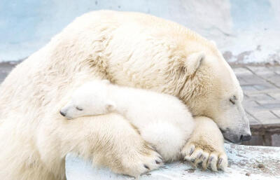 北极熊母女