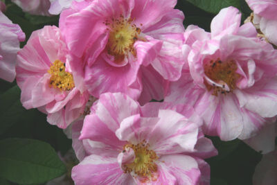 Rosa gallica 碫ersicolor�