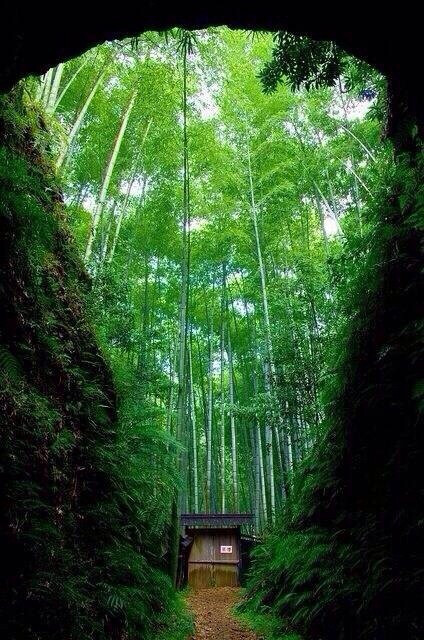 曲径通幽处，禅房花木深。—— 唐·常建《题破山寺后禅院》