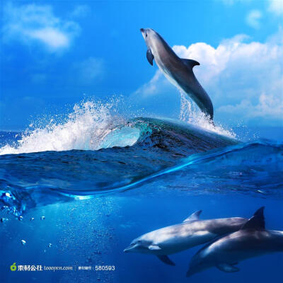 海洋动物系列 - 跃出海面和水里美丽的海豚