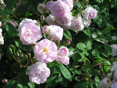 Blush Noisette