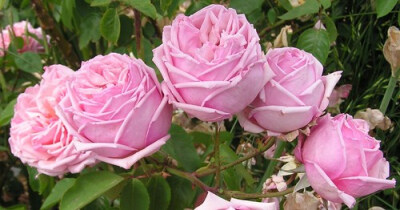 Rose sold as Triomphe du Luxembourg, probably Rhodologue Jules Gravereaux, Tea-HT