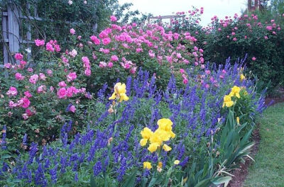 Old Blush or Parsons' Pink China