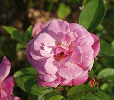 Old Blush or Parsons' Pink China