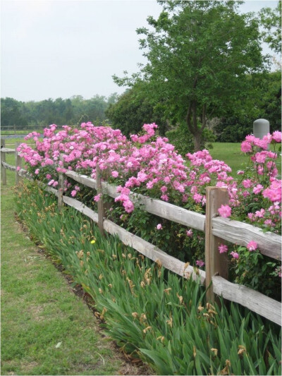 Old Blush or Parsons' Pink China