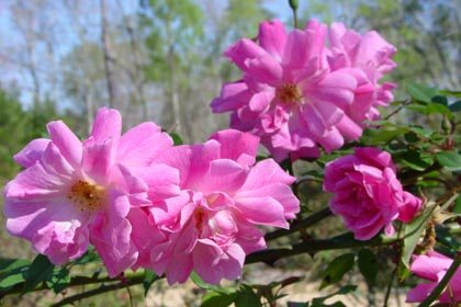 Old Blush or Parsons' Pink China