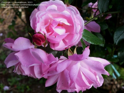 Full size picture of Climbing China Rose 'Old Blush, Cl.' (&lt;i&gt;Rosa&lt;/i&gt; )