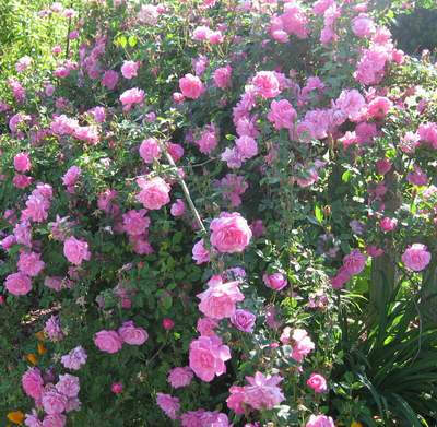 Old Blush or Parsons' Pink China