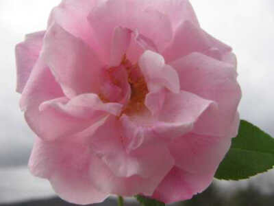 Old Blush or Parsons' Pink China