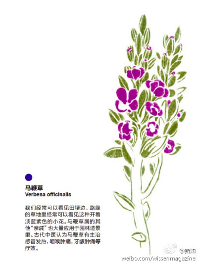 马鞭草，常见于田埂边，路缘草地里，开淡蓝紫色小花，古代中医认为其有治疗感冒发热，喉咙肿痛之功效。