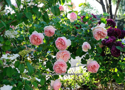 Sharifa Asma (Shrub, David Austin) with Ebb Tide (Floribunda, Carruth) in the background