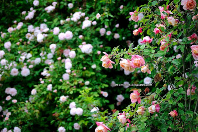 Rosette Delizy (Tea, Nabonnand) with Cécile Brunner, climbing (Polyantha, Hosp) in the background